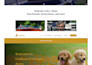 build a creative agency or saas website using salient theme